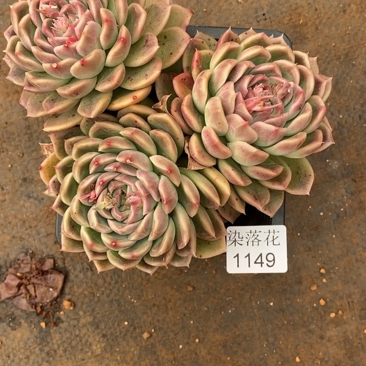 陌**开精品多肉植物1149