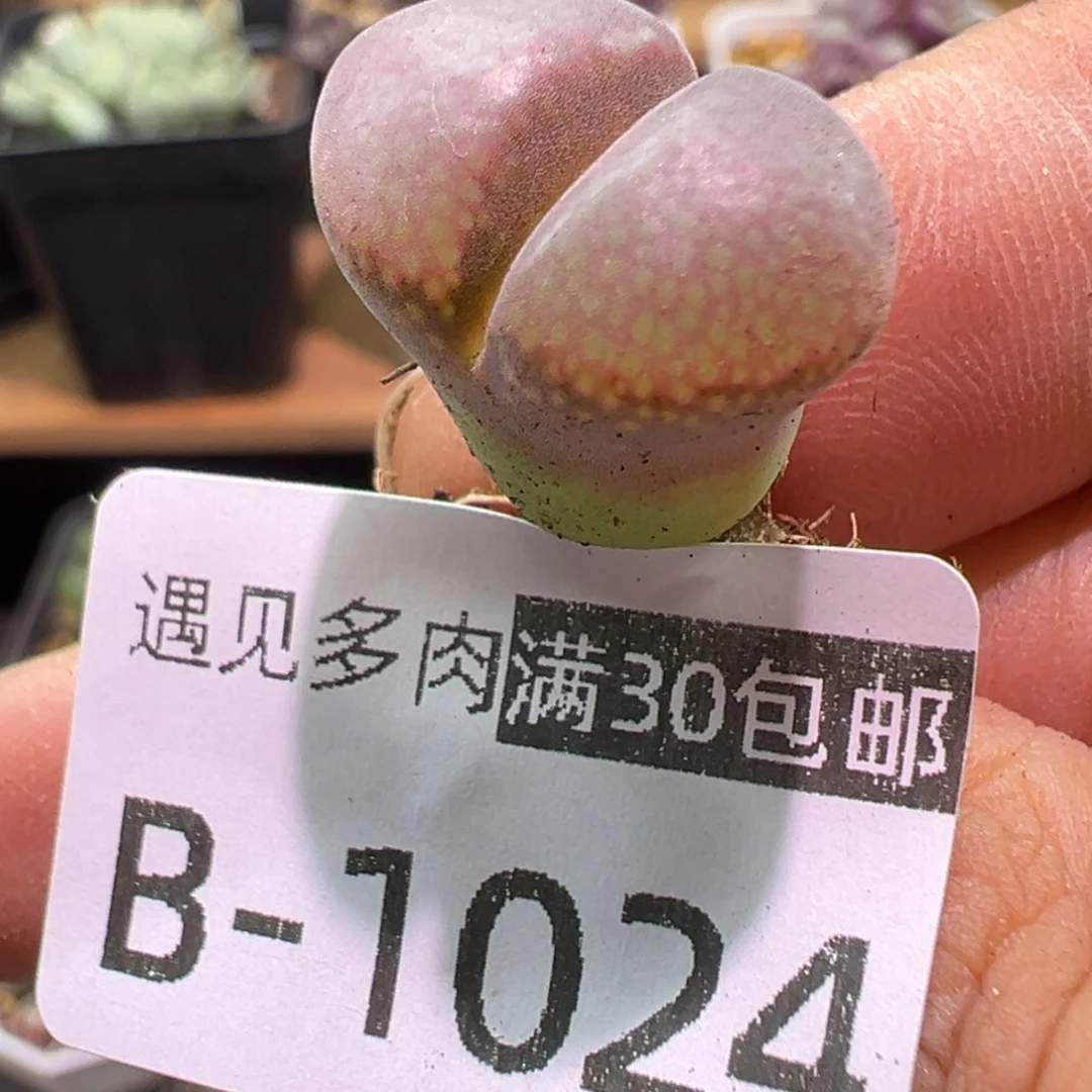 多肉植物1111111111