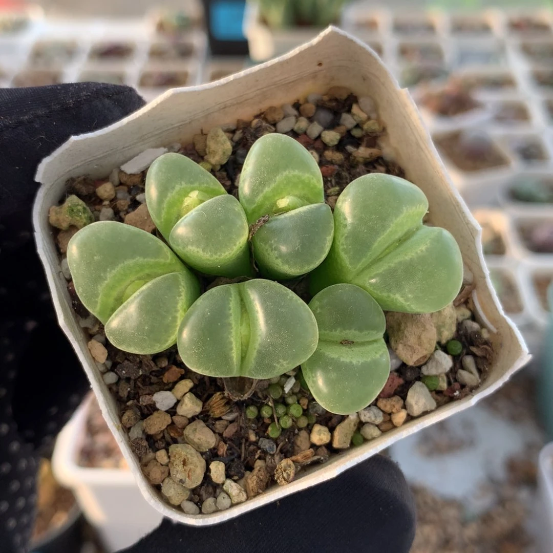 409静香风铃母本