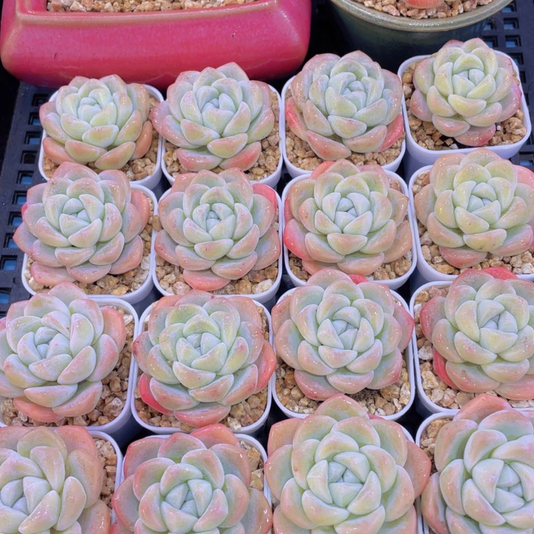 量拍50号 奶油冰玉单头三个