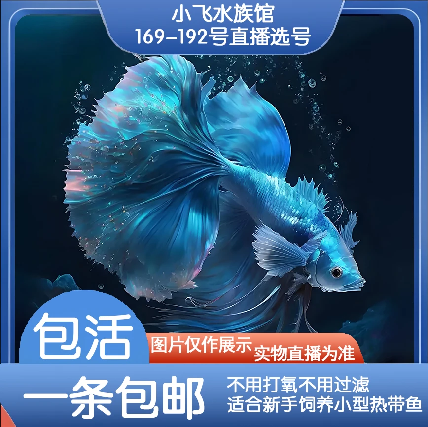 编号169-192号直播间泰国斗鱼五彩观赏鱼 活体半月将军斗鱼