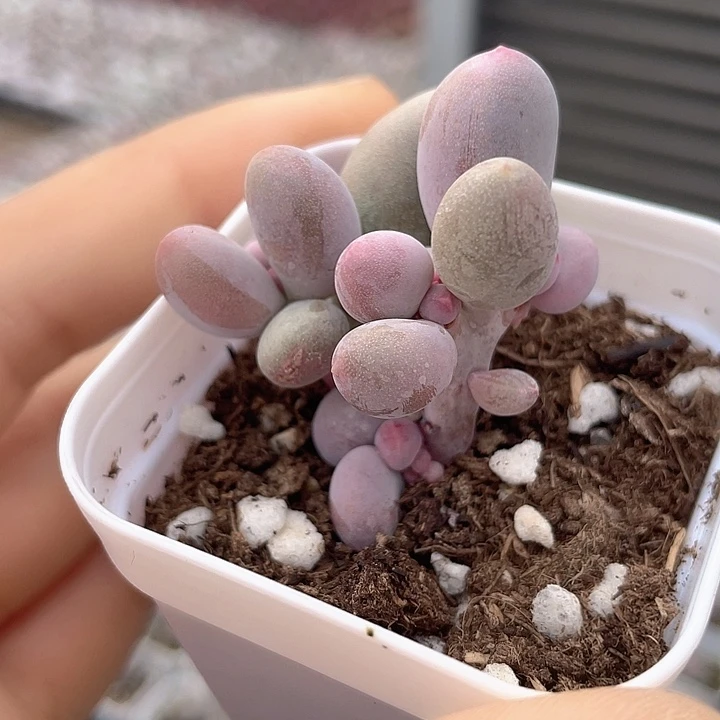 一我一拍满18包邮