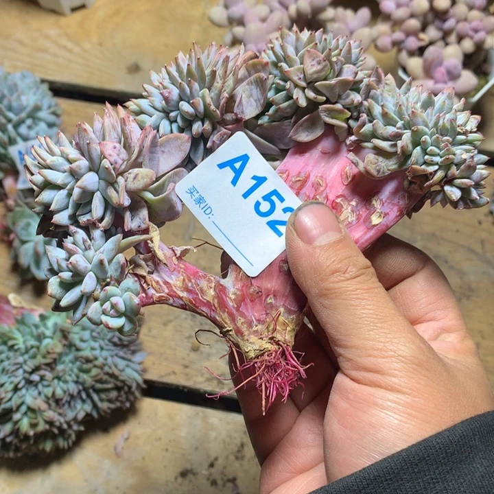 跳*虫152 满20包邮脱土发货