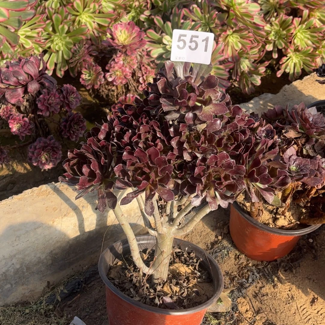 黑法师551不包断枝