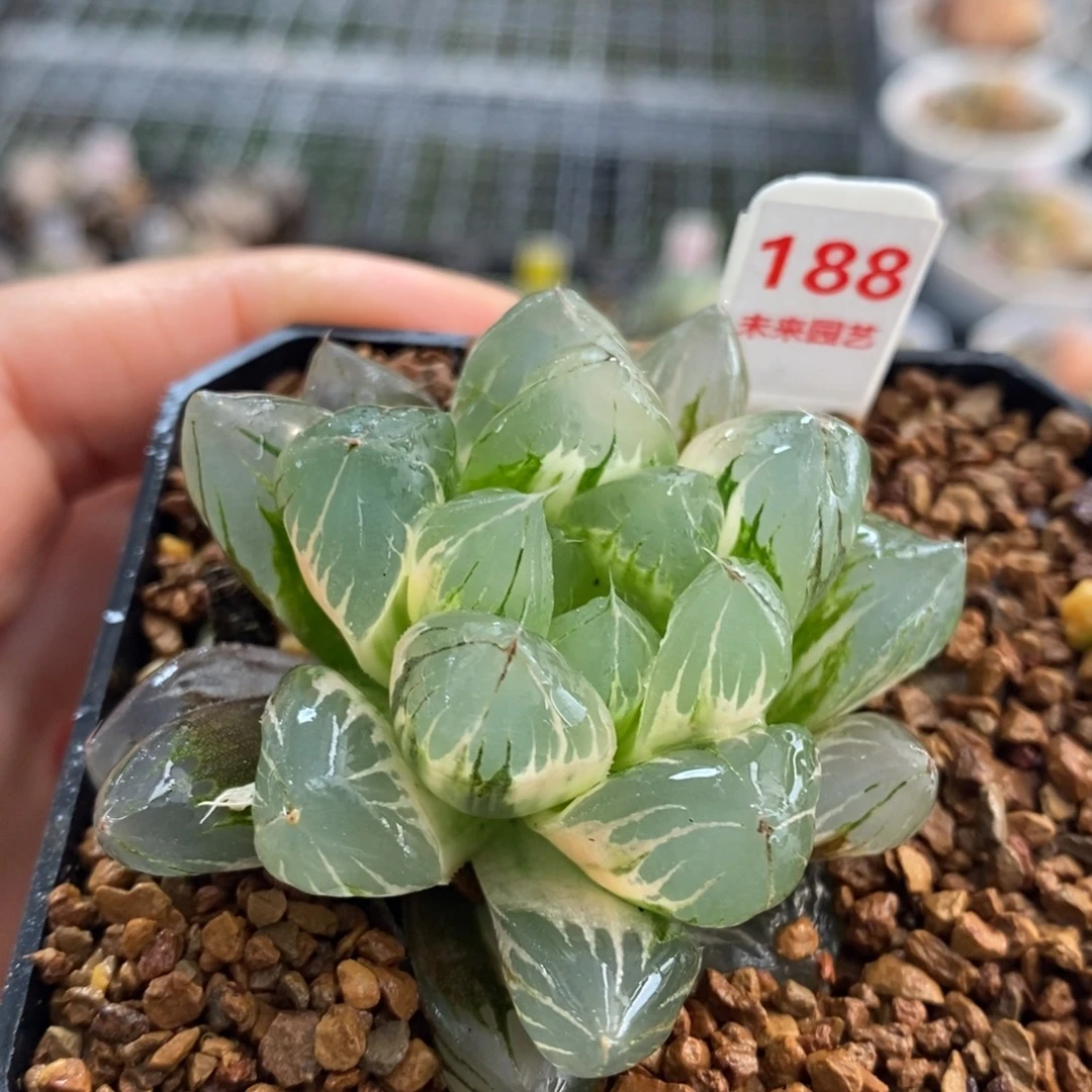 188号水晶x冰川玉露锦
