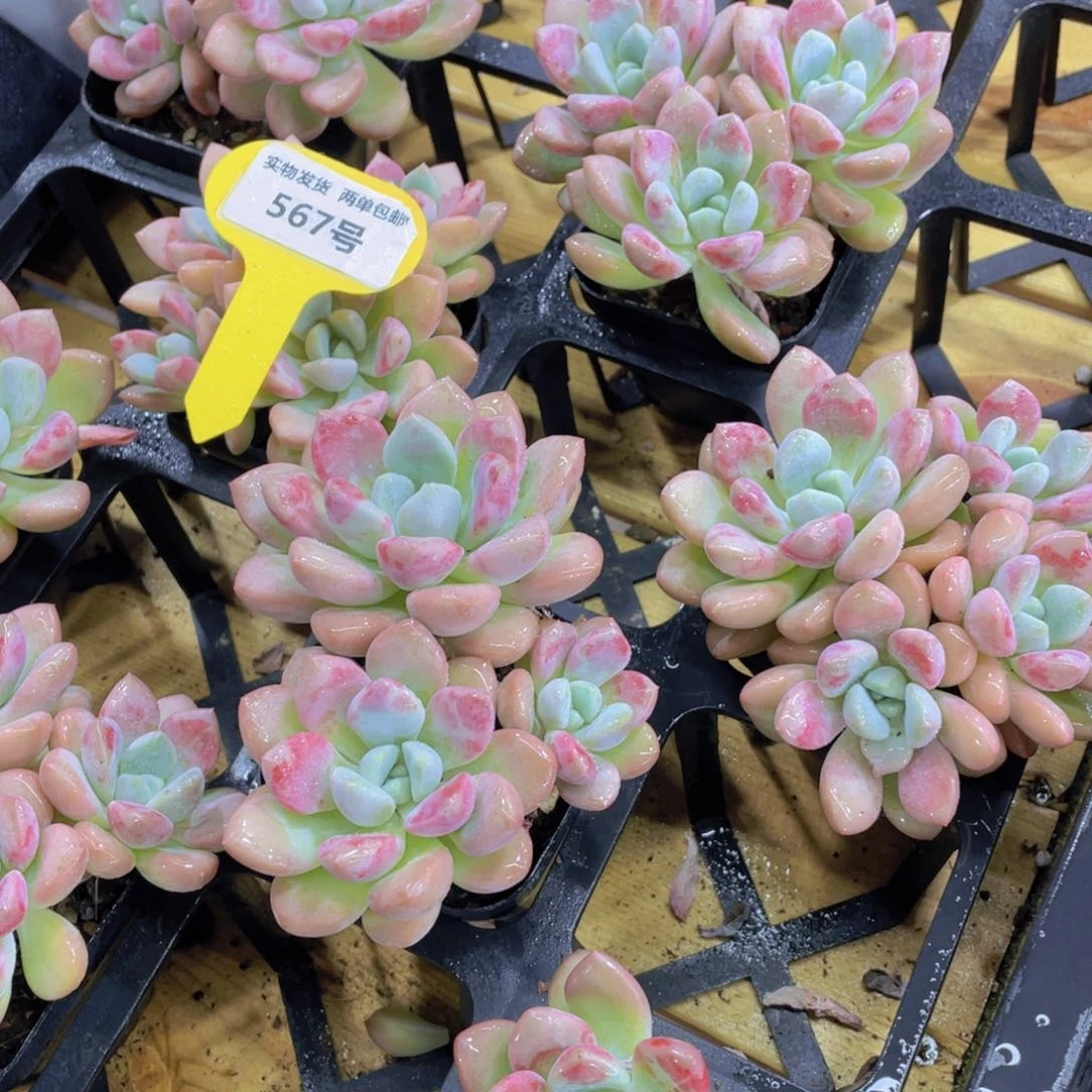 567号 老桩白鹭花斑鹭多头群一个