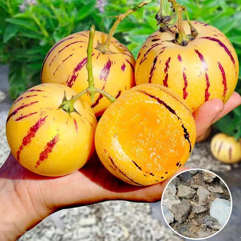 石林人参果圆果黄肉树上熟大果老人吃的水果多汁清甜当季新鲜水果