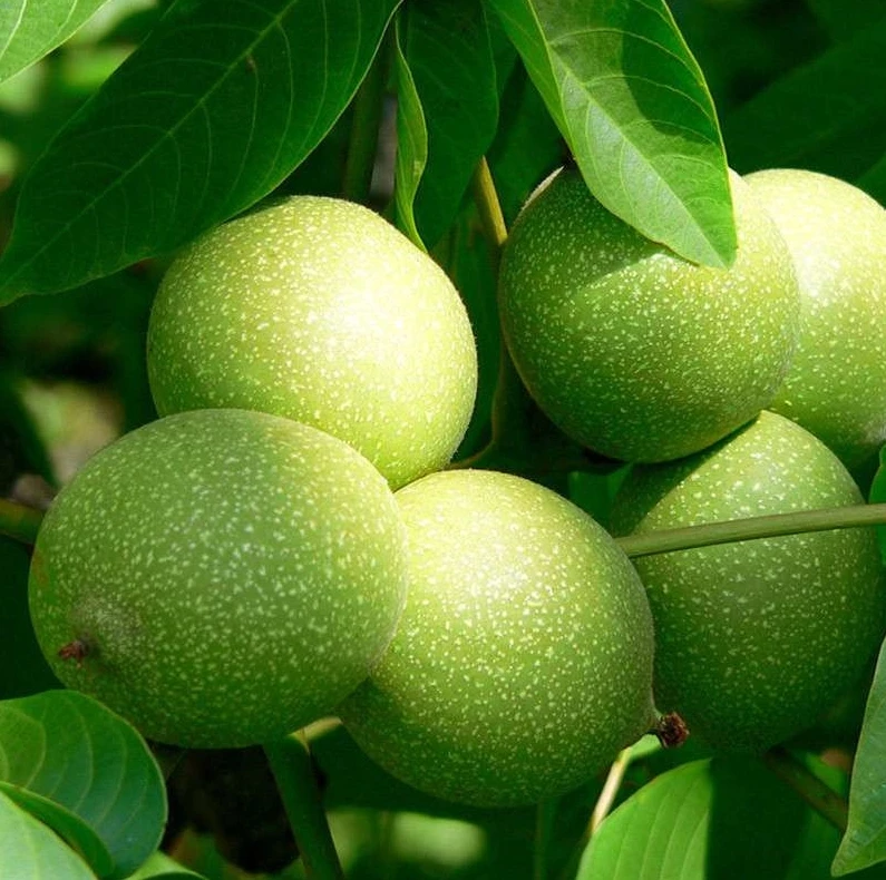 盘山文玩鲜核桃（10个果子带皮发）