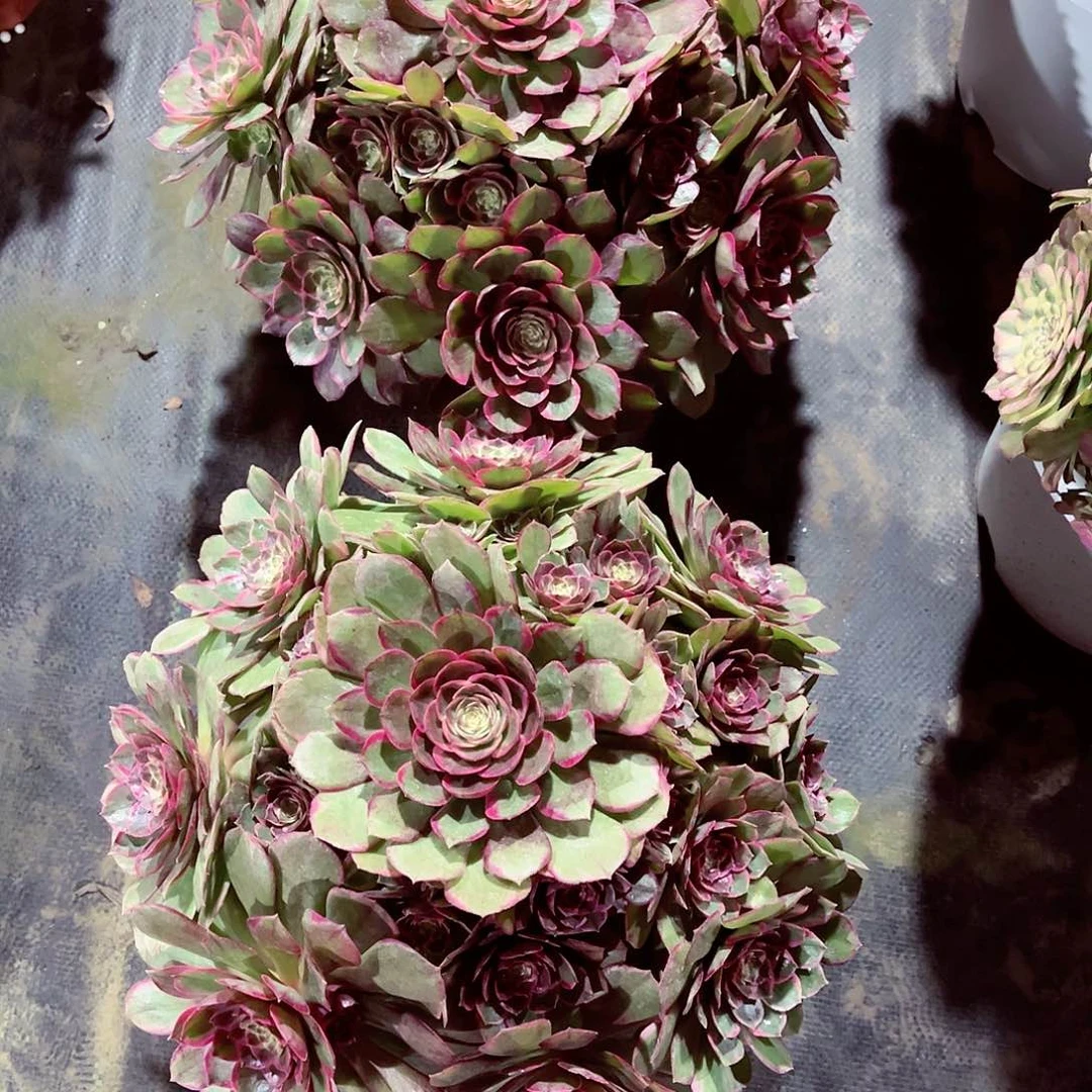 ?****?粉花妖法师多肉植物