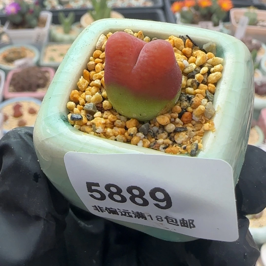 5889/-一物一拍 带盆 水蜜桃1430.5