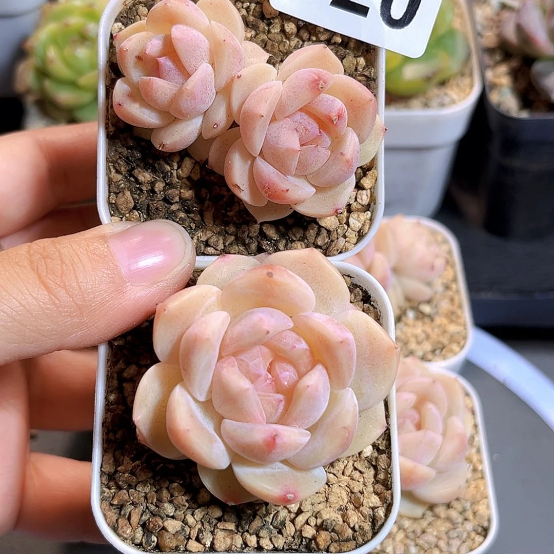 S***3320一物一拍 醉玲珑2