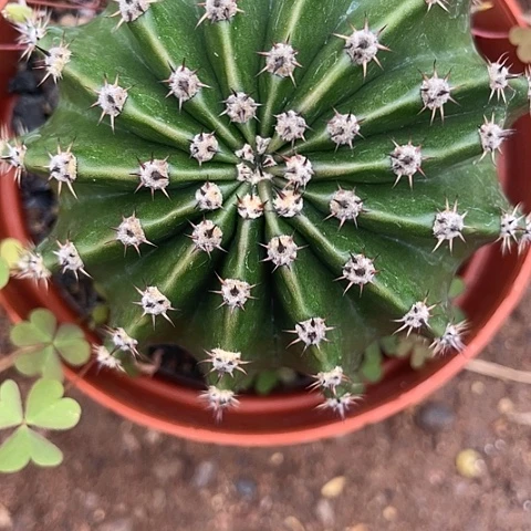 实生彩草够黑够粗