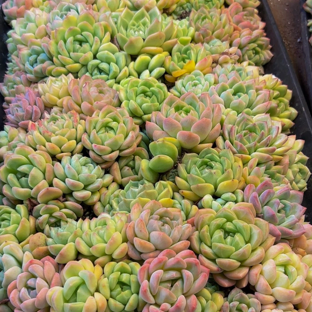 077多肉葡萄的价格是