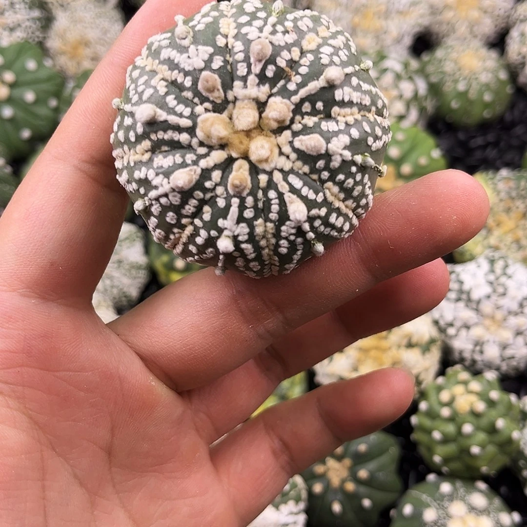 哈哈哈哈哈哈哈奇迹兜兜