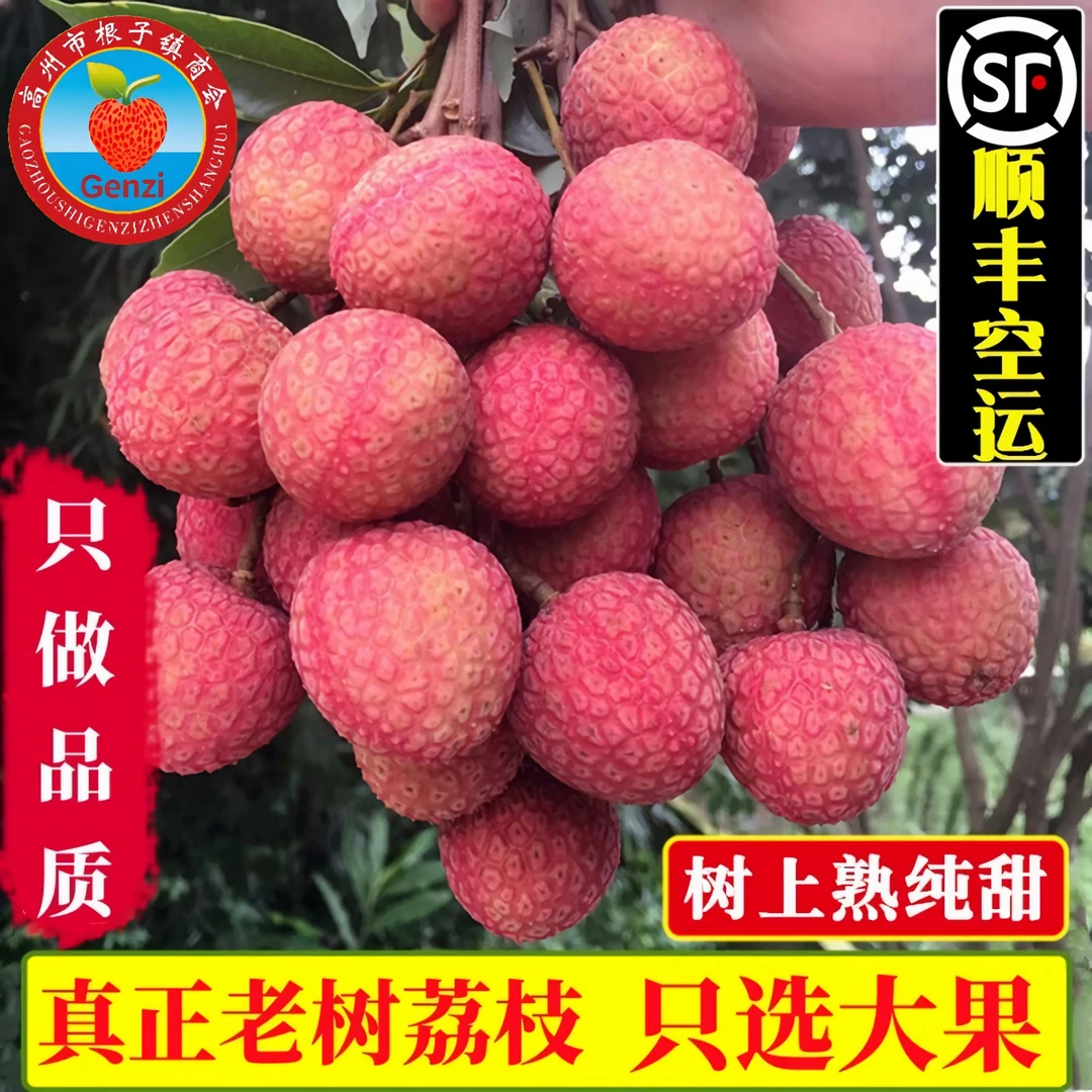 【顺丰冷】高州根子妃子笑白糖罂荔枝新鲜采摘应季水果肉厚汁水多