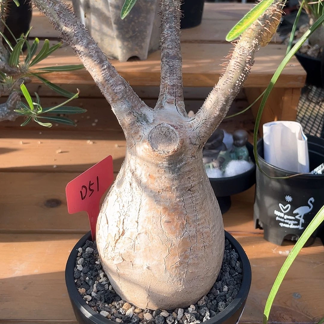 潮流植物园胖象牙宫，10.1公分