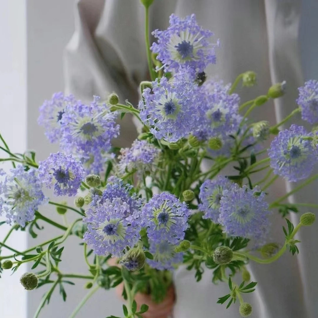 【植迷不误】翠珠 鲜切花 居家 插花云南鲜花 基地包邮直发