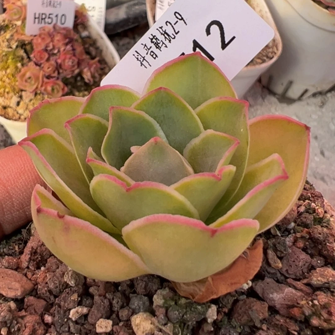 HR512福利玫瑰不知名多肉