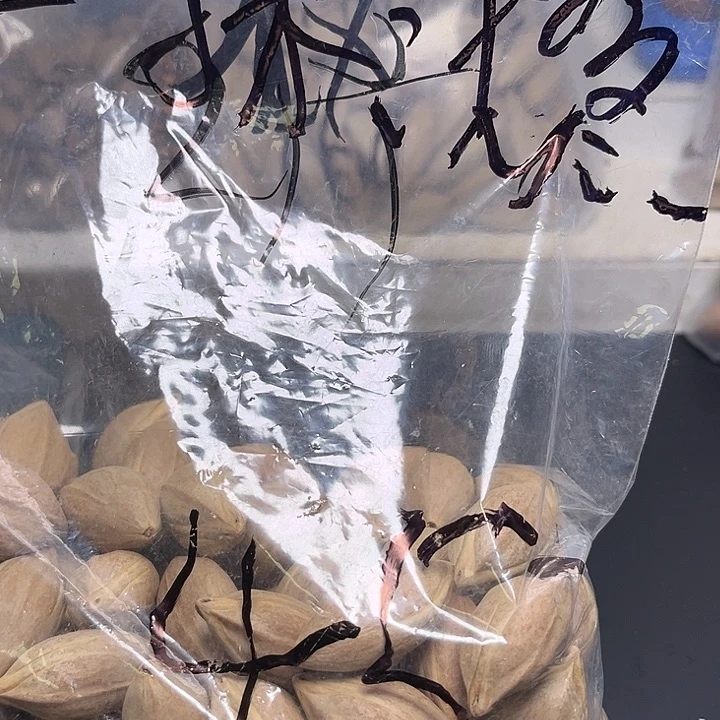 一***、手串/手链橄榄核1112