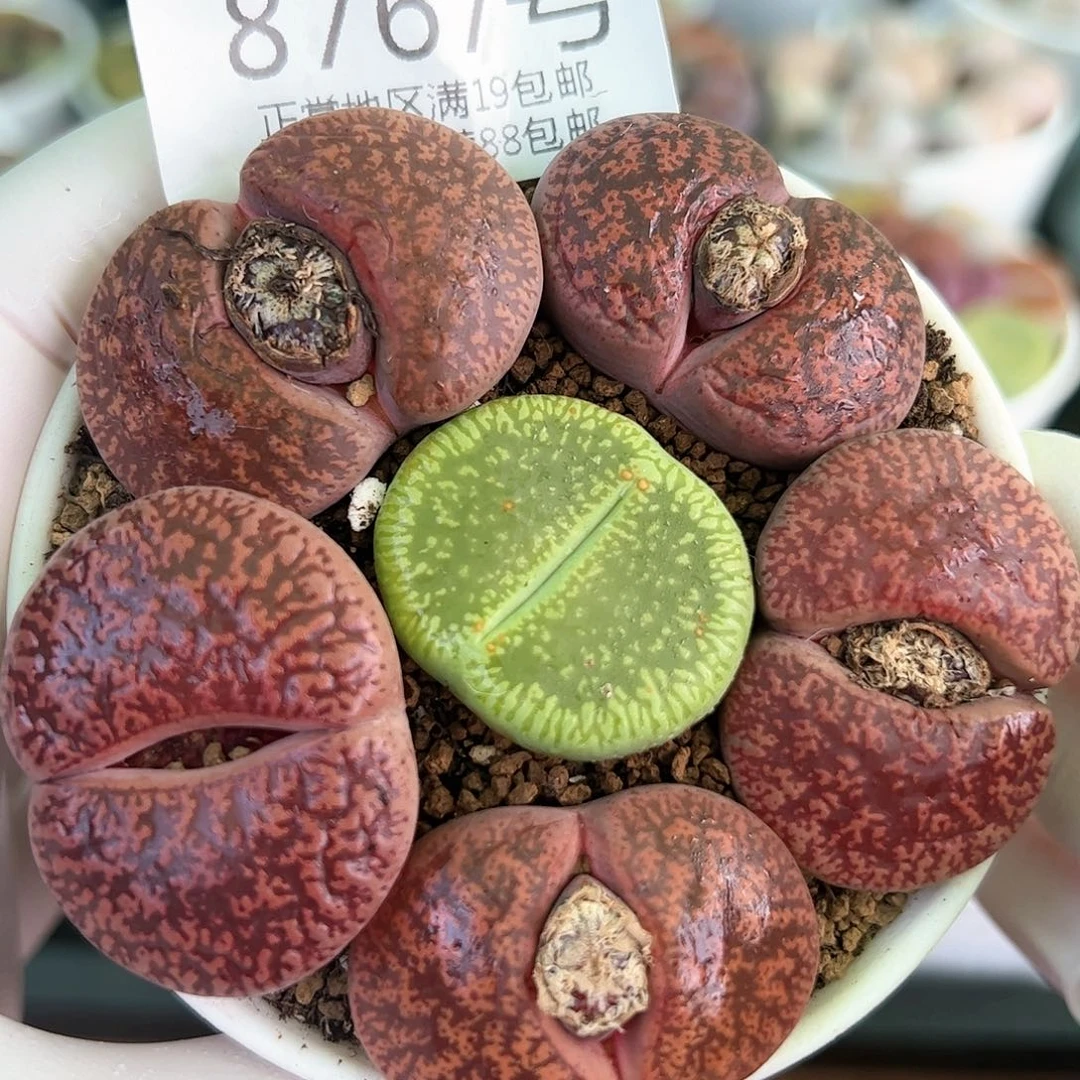 好养易活生石花大母本8767