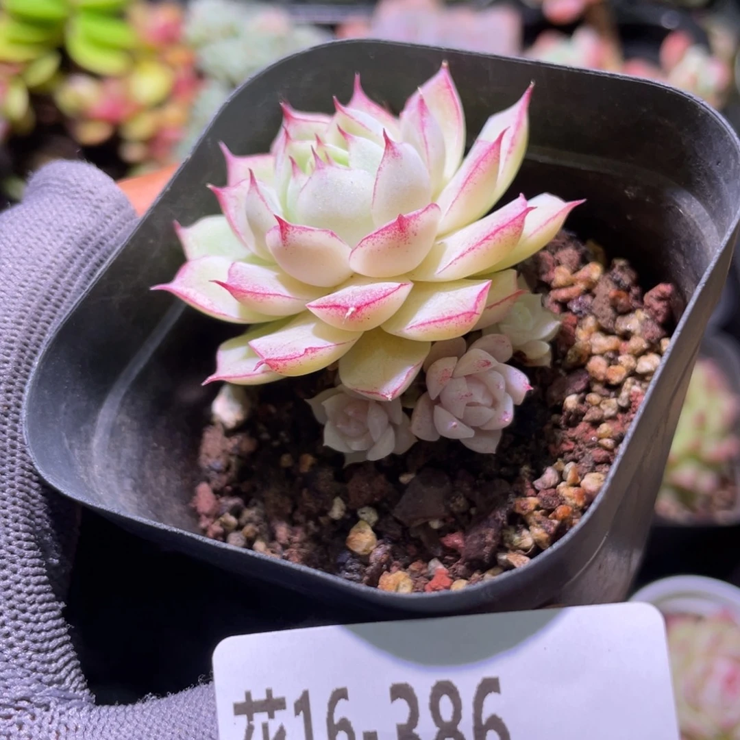 花利美16-386女王