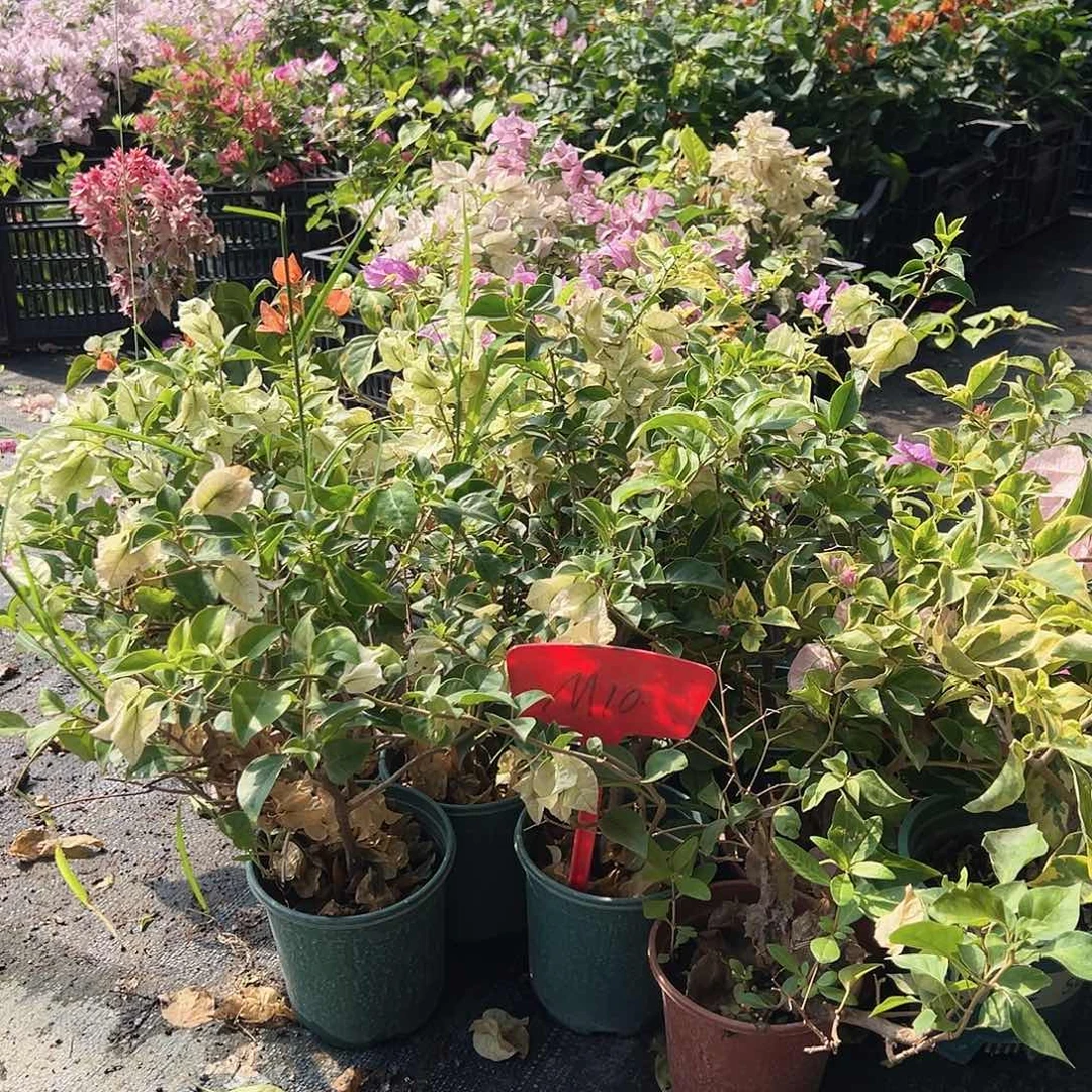 大部分花苞少量开放M10掌中宝两颗