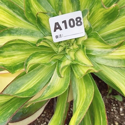 【闪购商品】嗨12345678