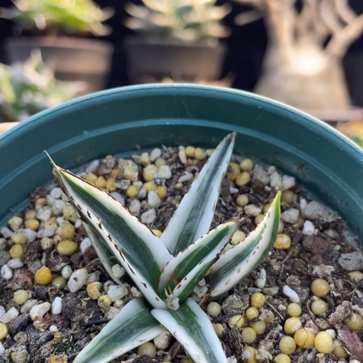 【闪购商品】鲸*Z冰山。