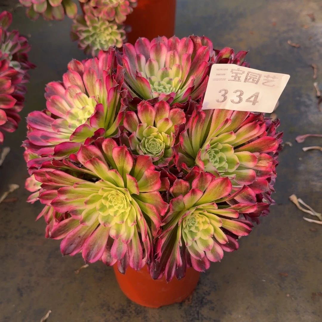 W*多肉植物334水木年华