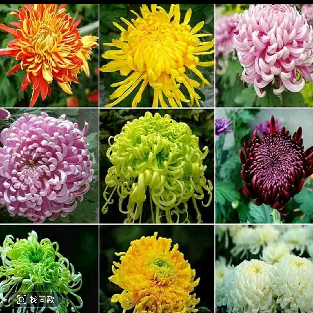 九月大菊【混色15颗不同品种】菊花苗带土发货不打标签