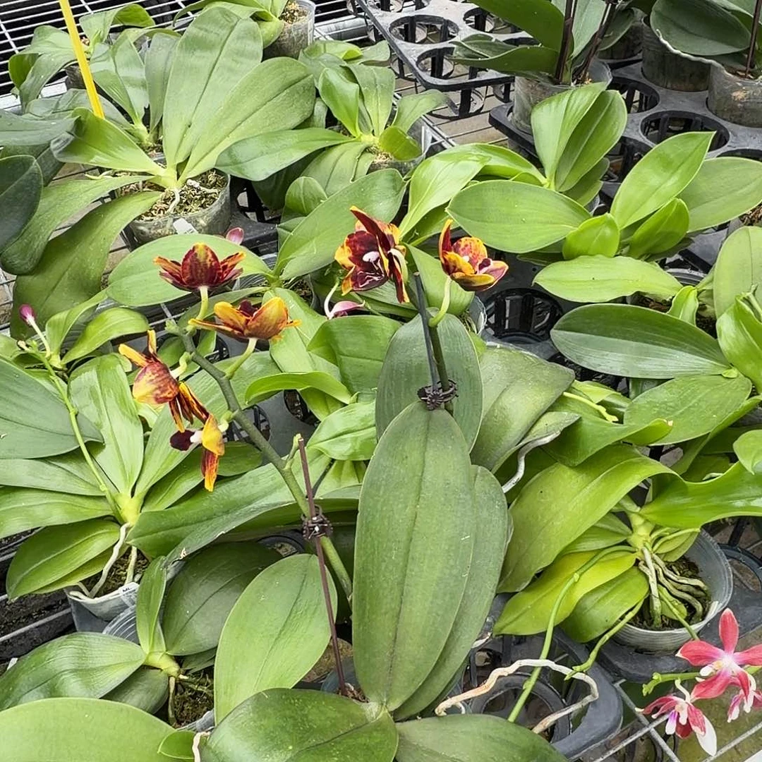 当前无花朵，栽培后可花朵原生