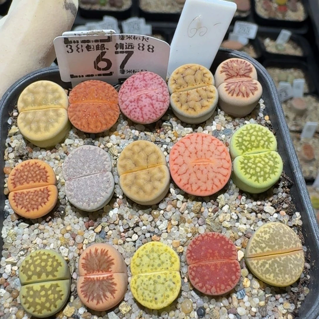 zzzzz生石花肉锥67