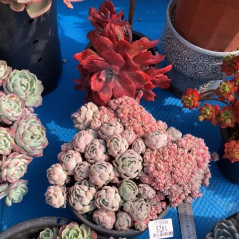 o**11423贝瑞缀化