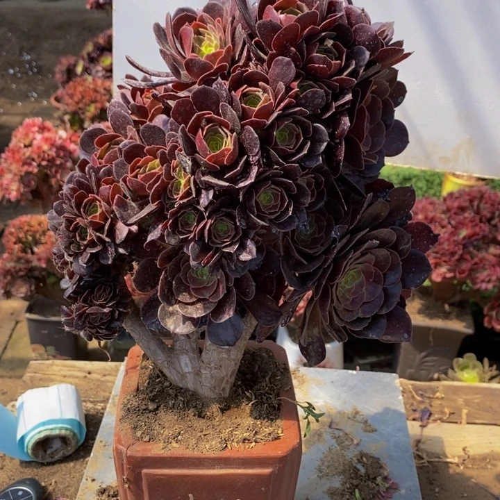 欧紫缀化多肉1颗