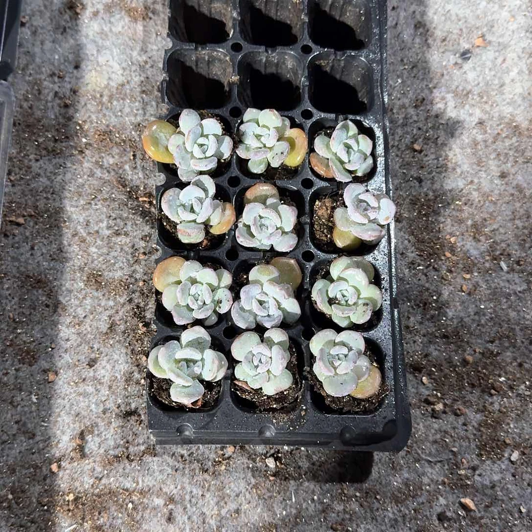 An一物一拍专拍链接