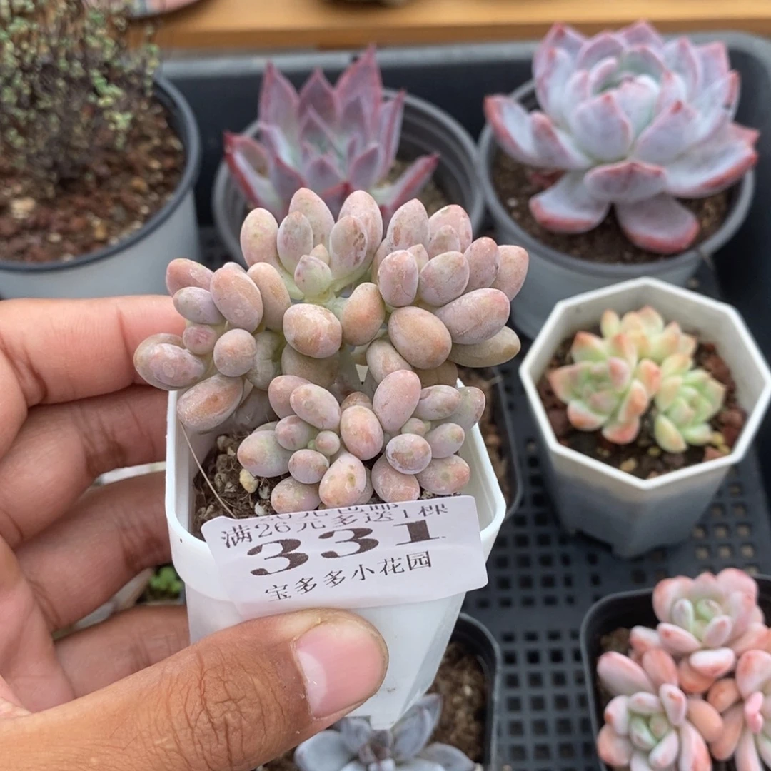 ****语五头粉色恋人群到手一颗一物一拍
