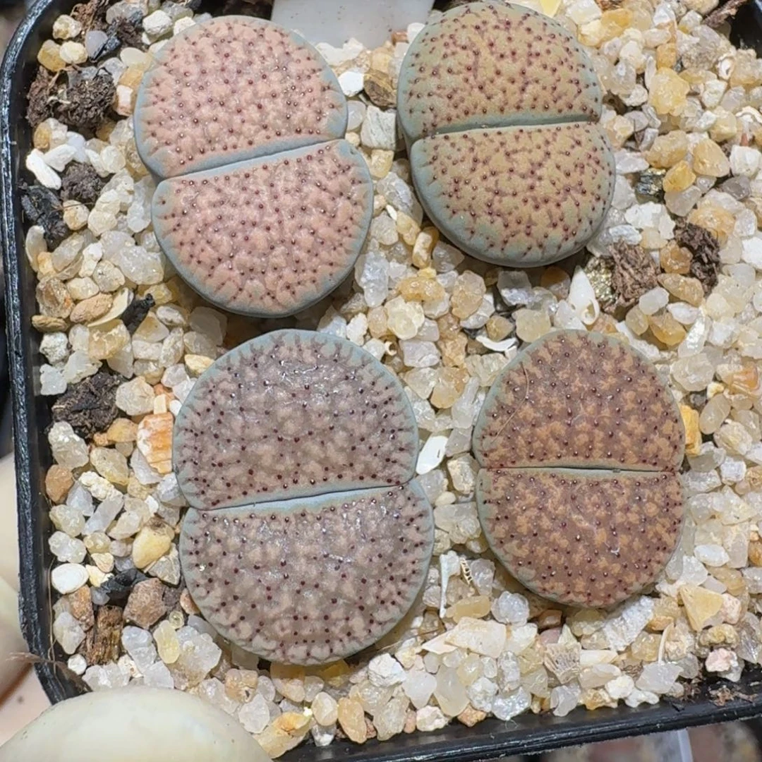 zzzz精品生石花1370
