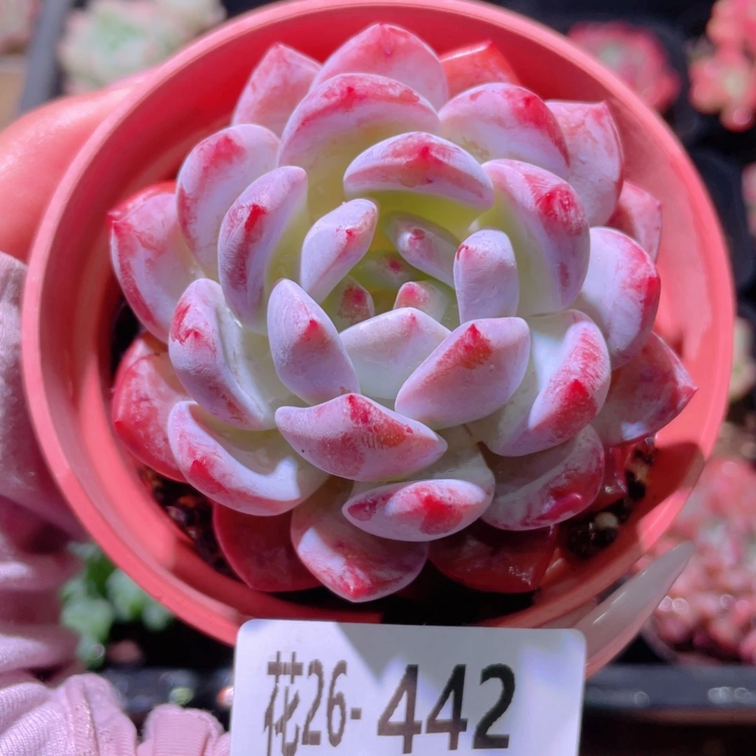 花利美26-442橙梦露