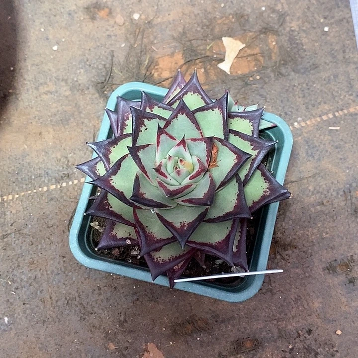 0919-直播福利乌木