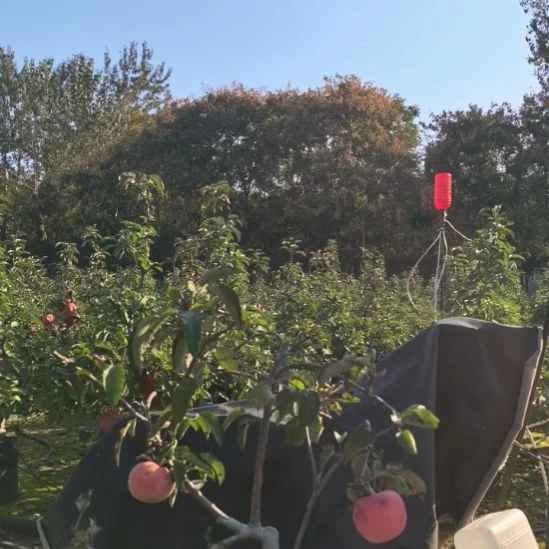 无花朵小高杆精品苹果盆栽