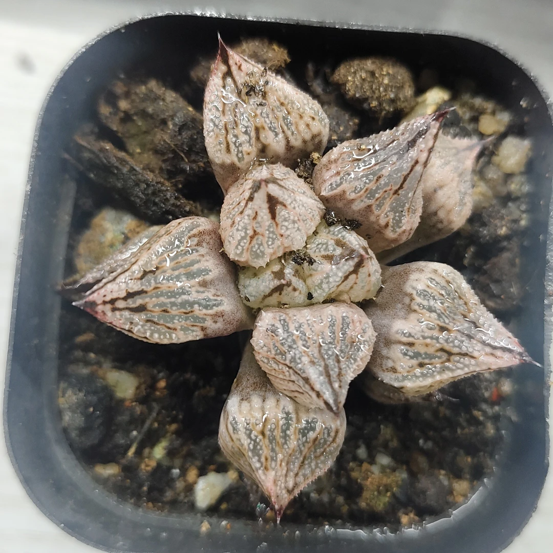 【变异皇妃】多肉植物（满16包邮）