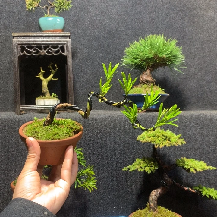 J***n无花朵111111111111