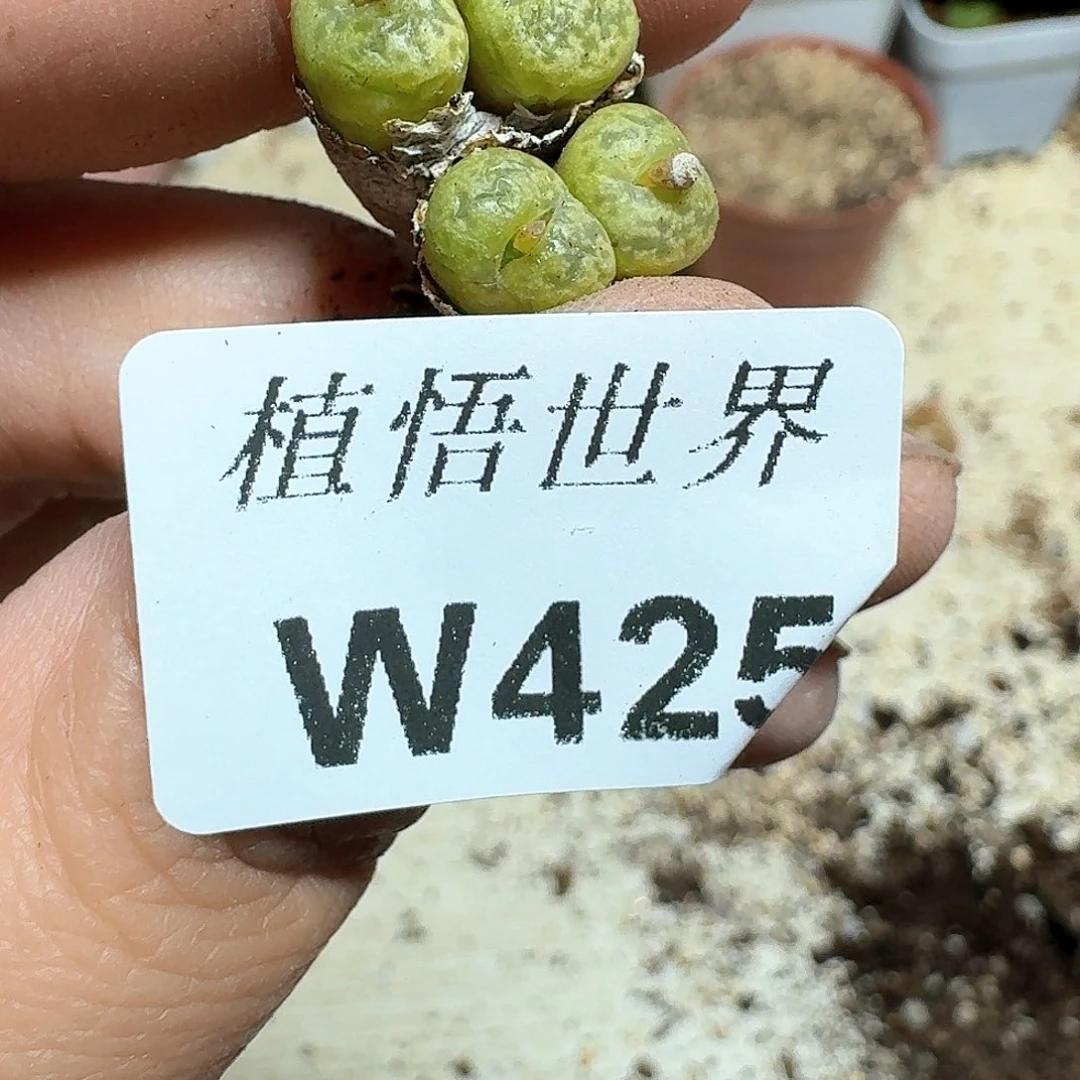 425盒多肉植物哇c f