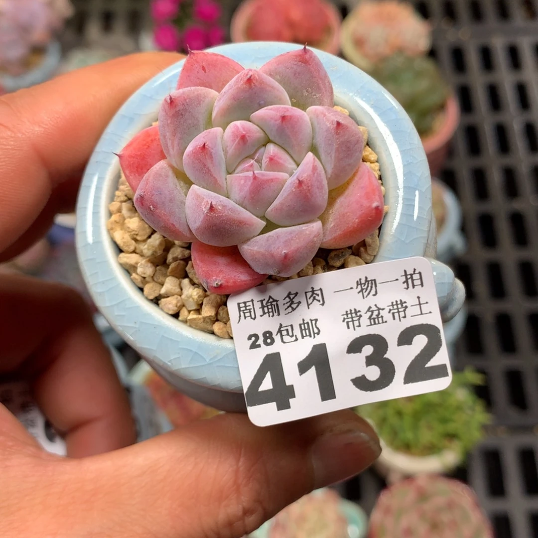 精控多肉植物4132