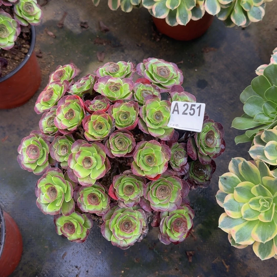 251。
