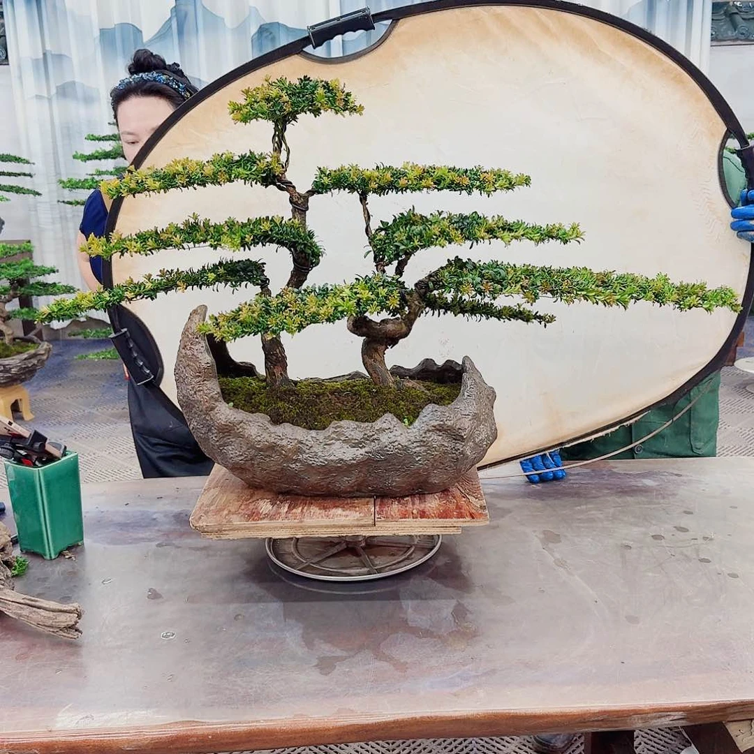 无花朵罗汉松一物一拍888