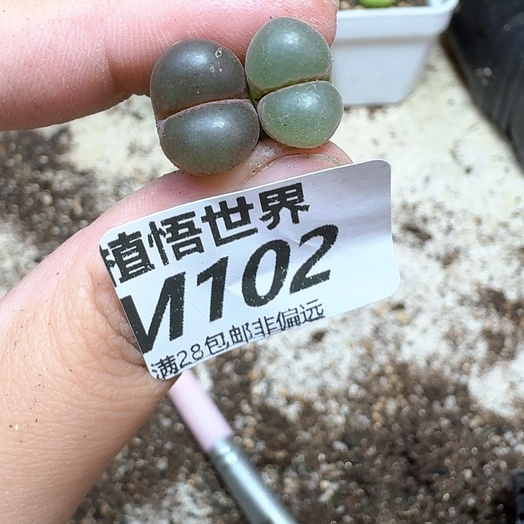 的润泽的润泽地方