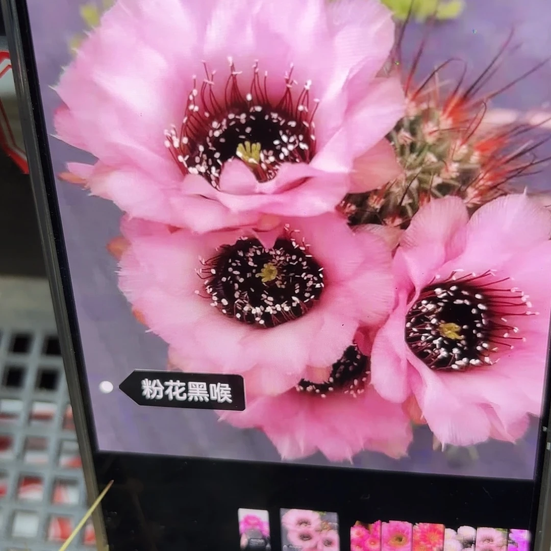 粉黑喉4-5公分侧牙20包邮仙人28