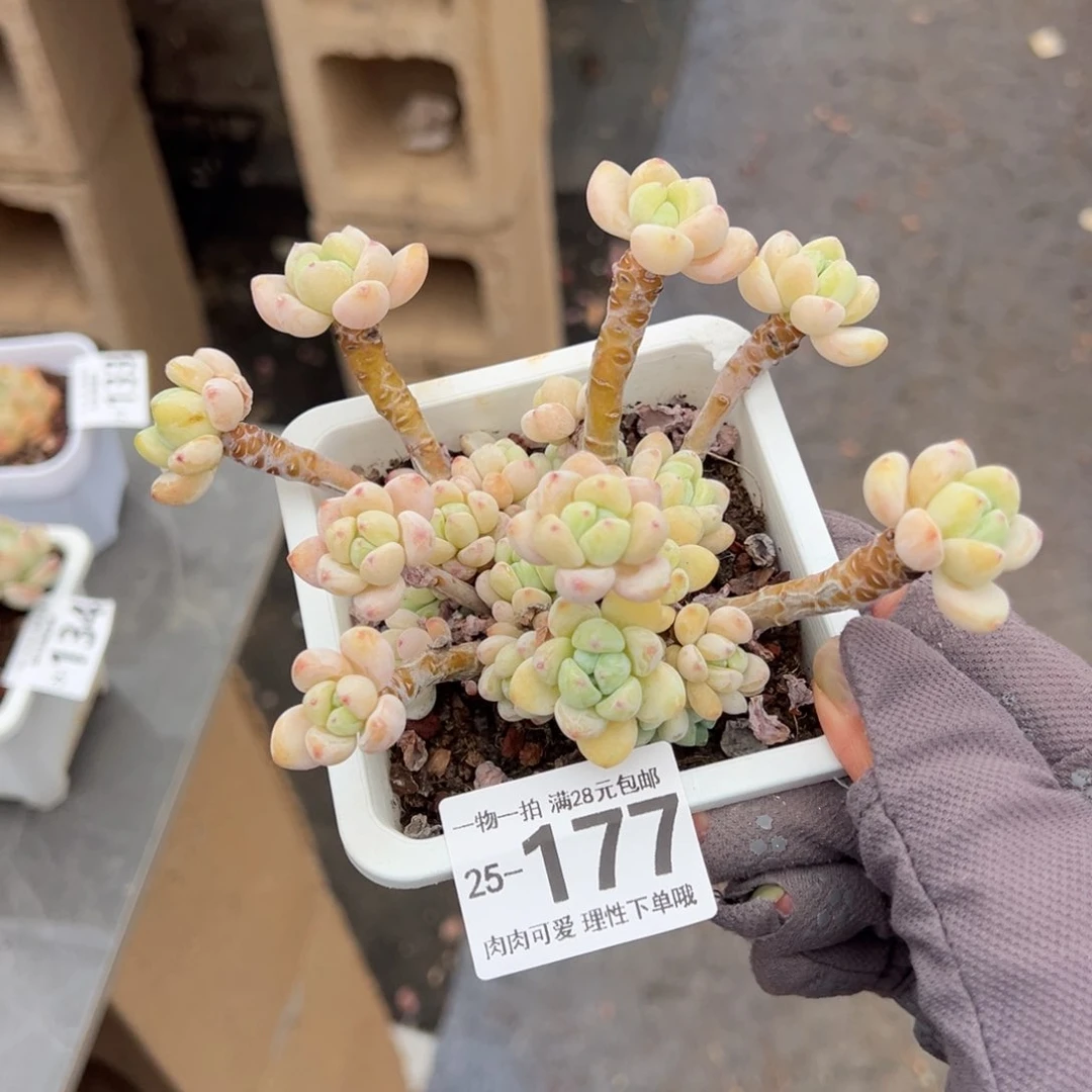 樱花罗绮多肉多肉多肉多肉多肉