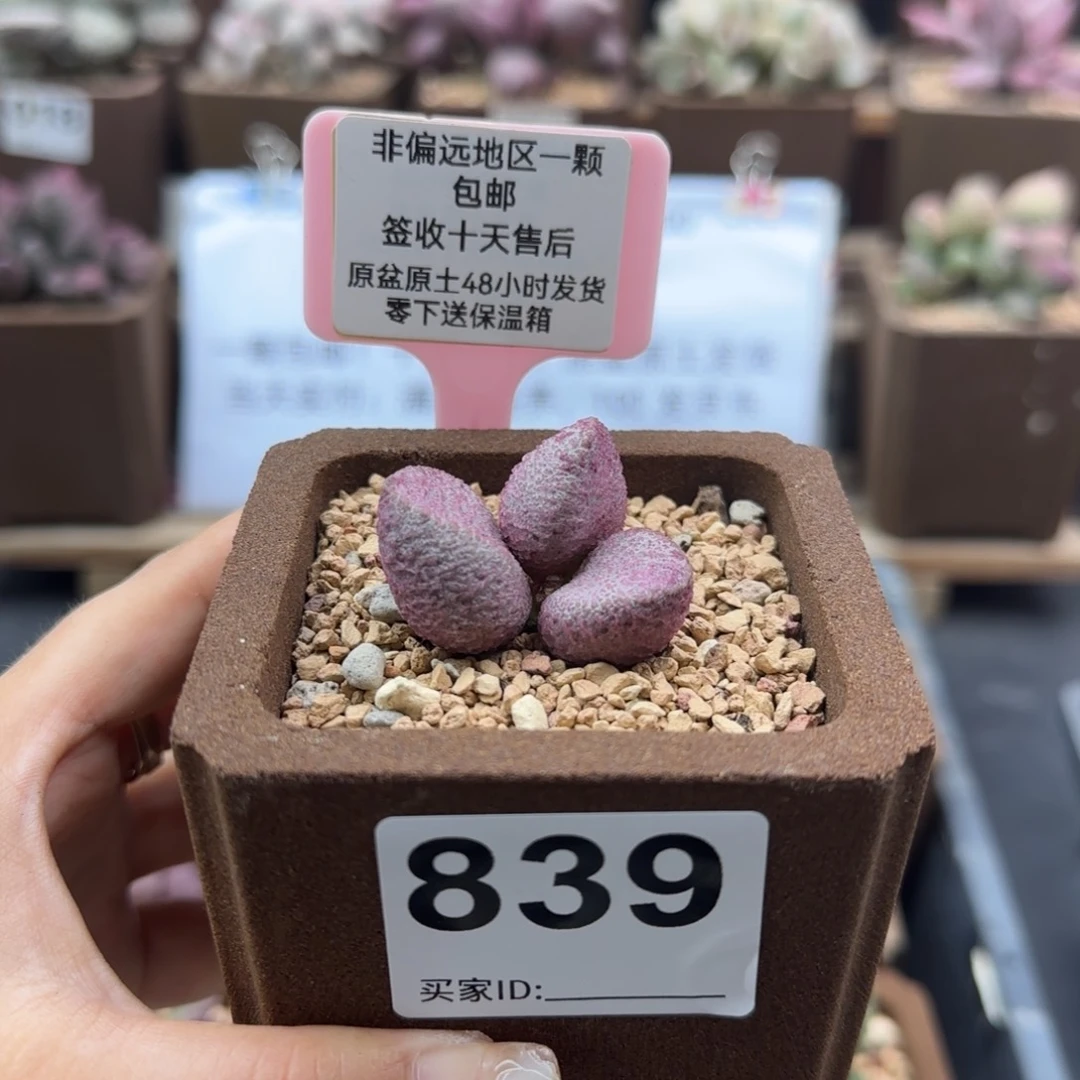 随*839鱼露多肉植物